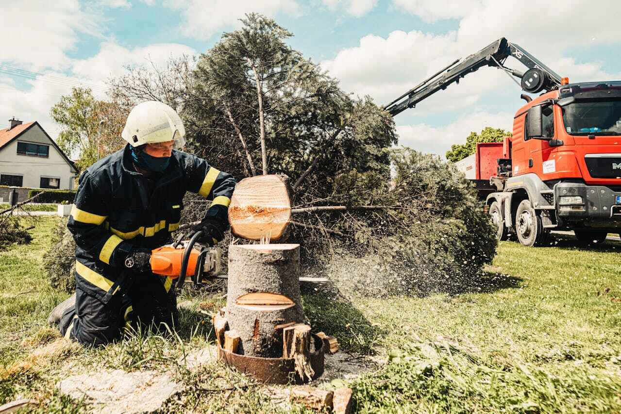 Best Tree Removal Near Me  in Chickamau, GA